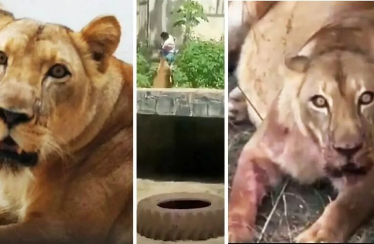 Tragedia en un zoológico de Brasil: joven fue atacado tras ingresar a la jaula de una leona 🦁